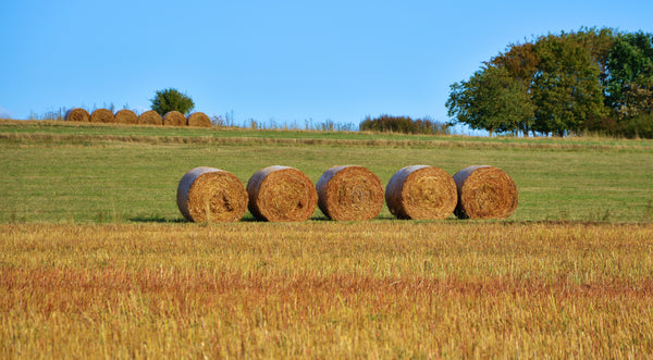 Dry Hay