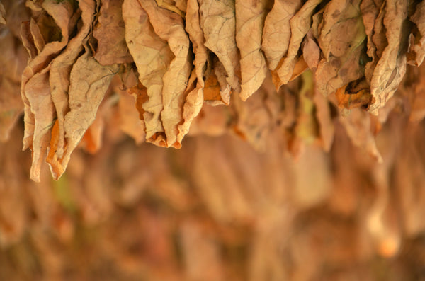 Tobacco