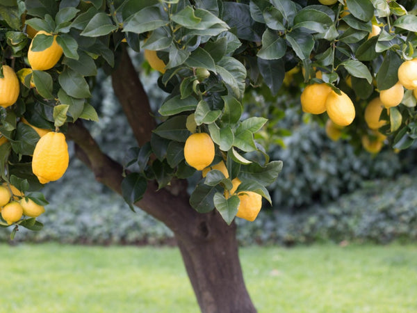 Lemon