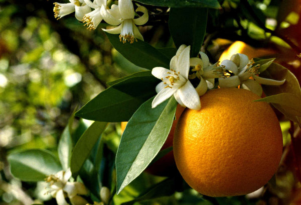 Orange Blossom