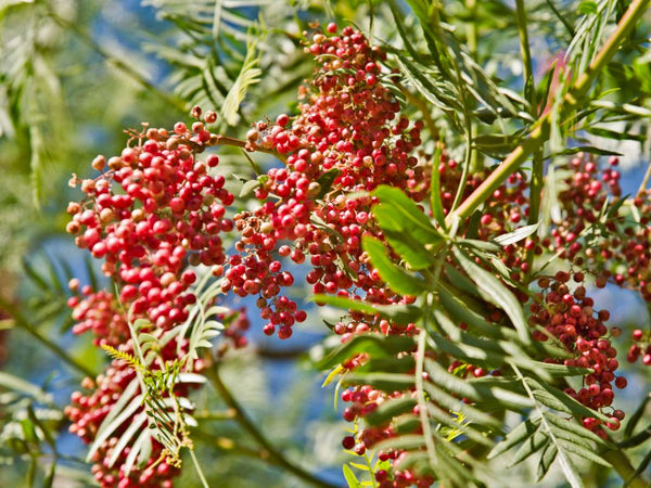 Pink Peppercorn