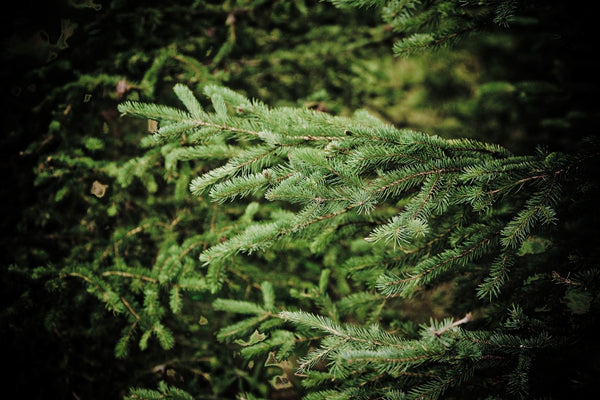 Spruce