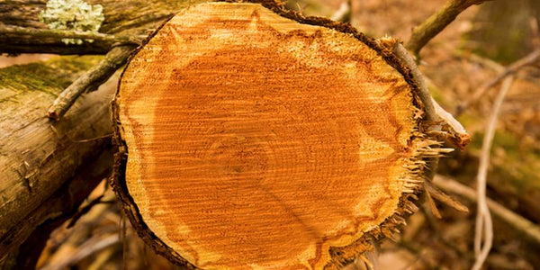 Cedar