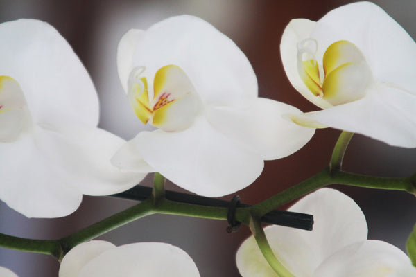 Orchid
