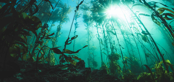 Seaweed