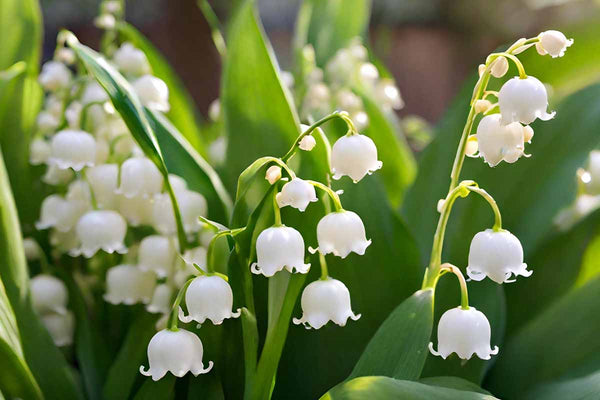Muguet