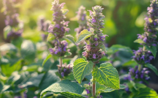 Patchouli