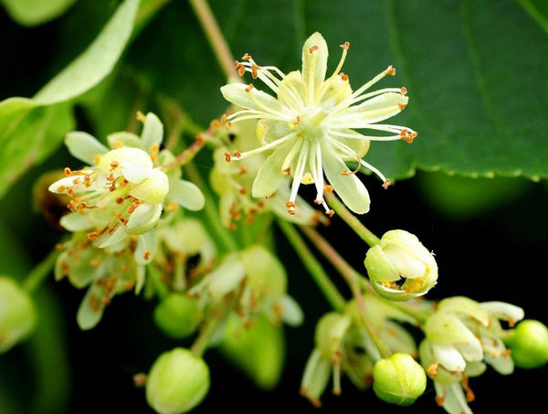 Lime Blossom